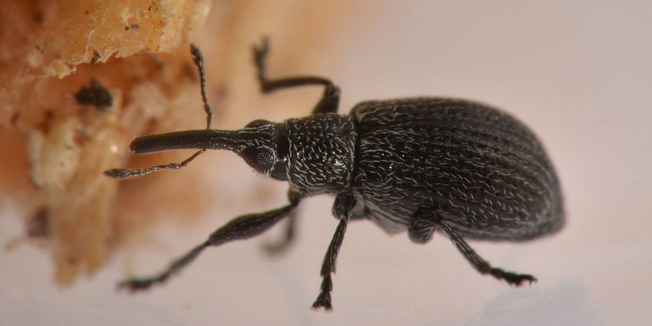 Apionidae:  Betulapion simile, femmina